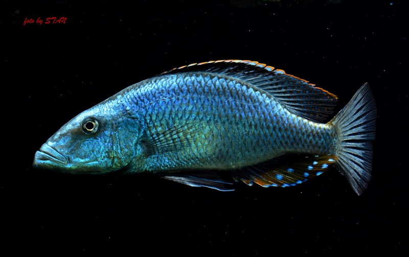 Dimidiochromis compressiceps